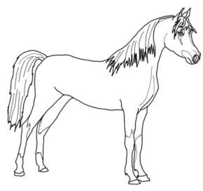 Arabian Horse Coloring Pages & Coloring Book. 6000+ Coloring Pages.