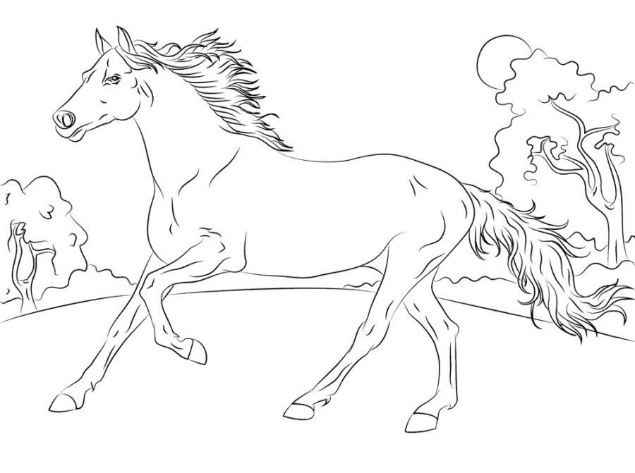 arabian horse herd coloring pages