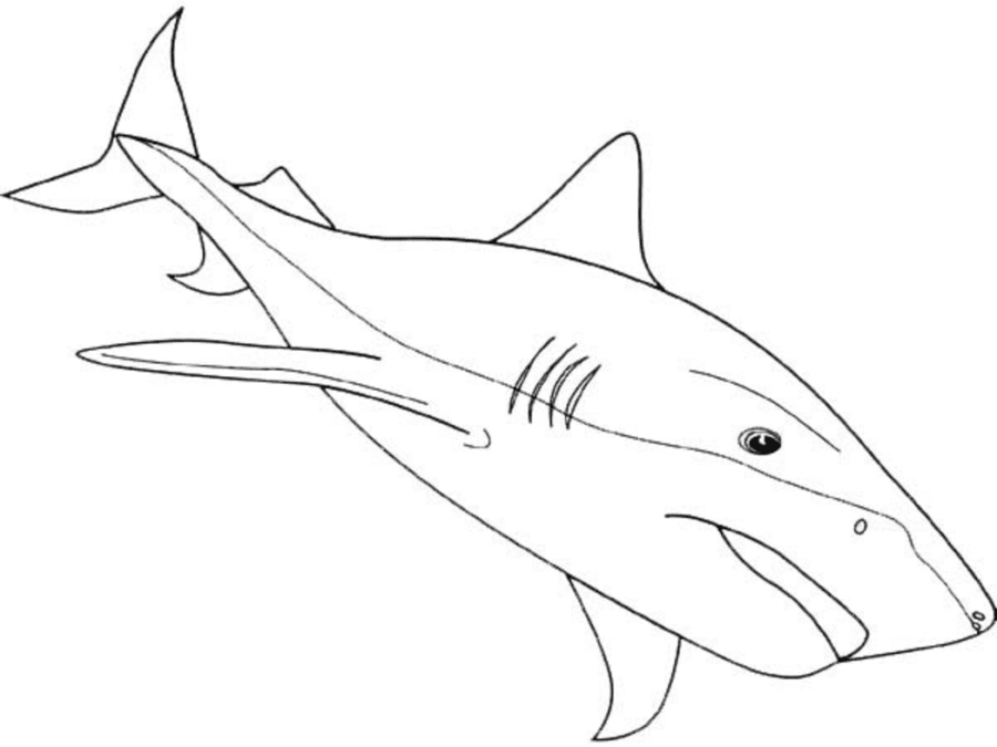 Shark Coloring Page