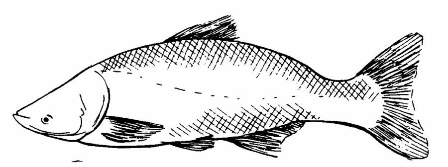 Carp coloring page