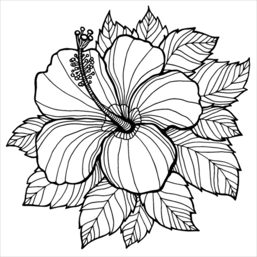 detailed flower coloring pages