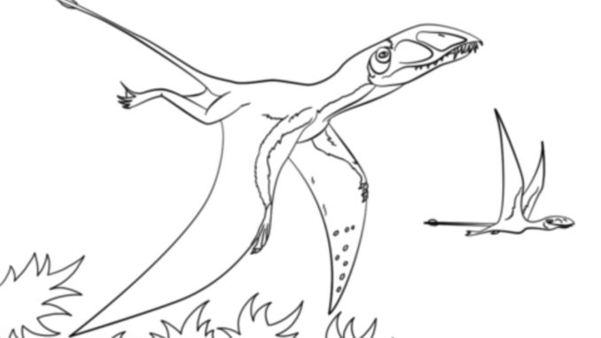 dimorphodon coloring page | dimorphodon dinosaur coloring pages