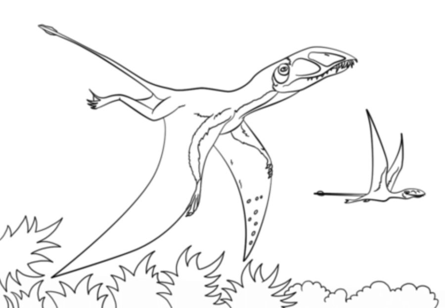 dimorphodon coloring page