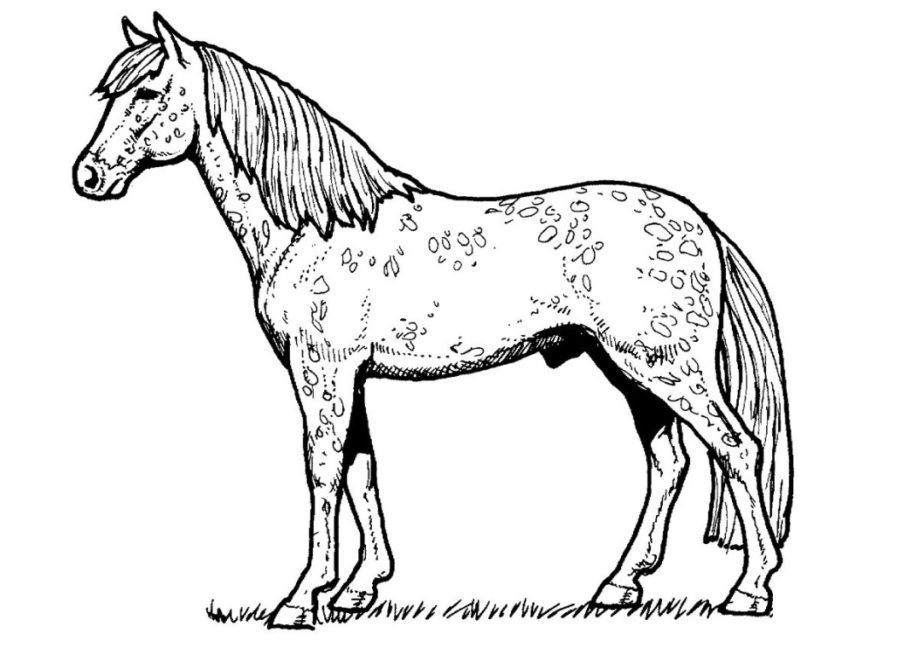 Free Printable Realistic Horse Coloring Pages