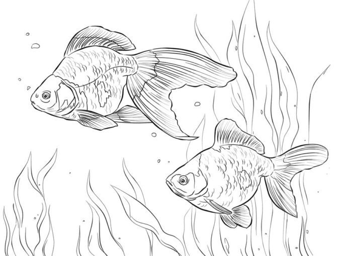 Fresh Water Fish Coloring Pages & coloring book. 6000+ coloring pages.