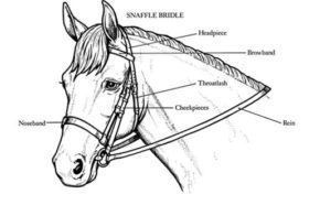 Horse Bridle Coloring Pages & coloring book. 6000+ coloring pages.