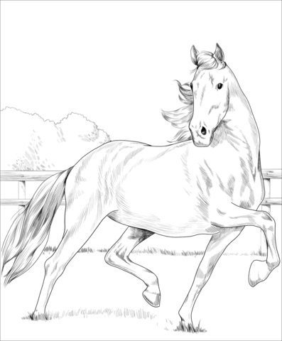 Horse Coloring Pages Supercoloring & book for kids.