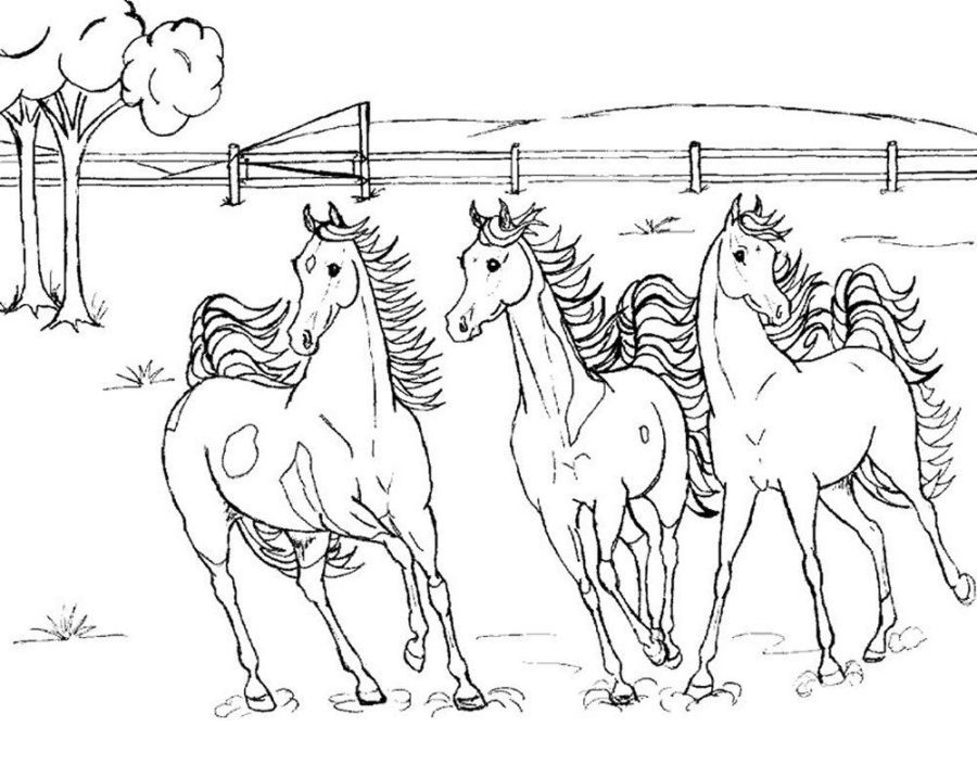 horse coloring pages that look real