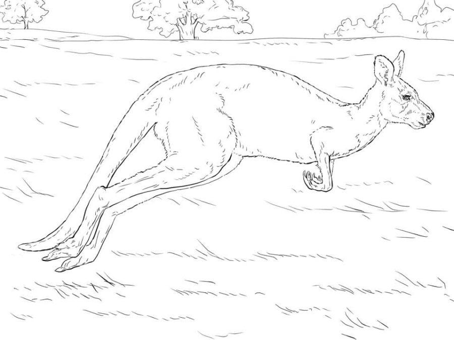 kangaroo coloring page