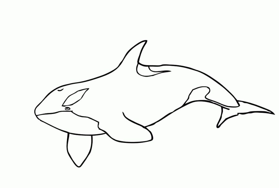 killer whale in water coloring pages