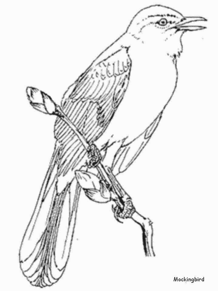 Mockingbird Animals Coloring Pages