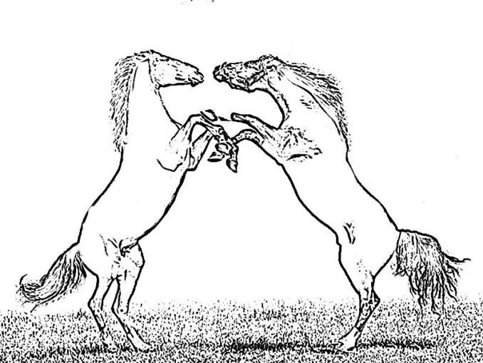 Mustang Horse Fiting a Stallion Coloring Pages & book for kids.