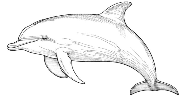 Realistic Dolphin Coloring Pages & coloring book.