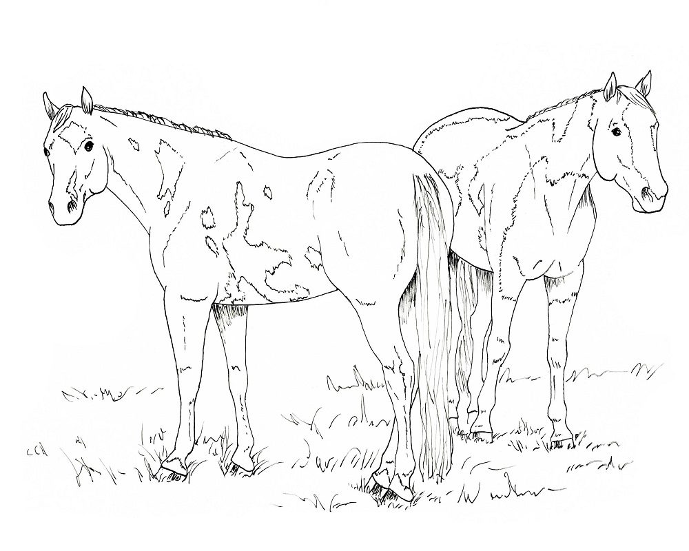Лошадь контурный рисунок для детей