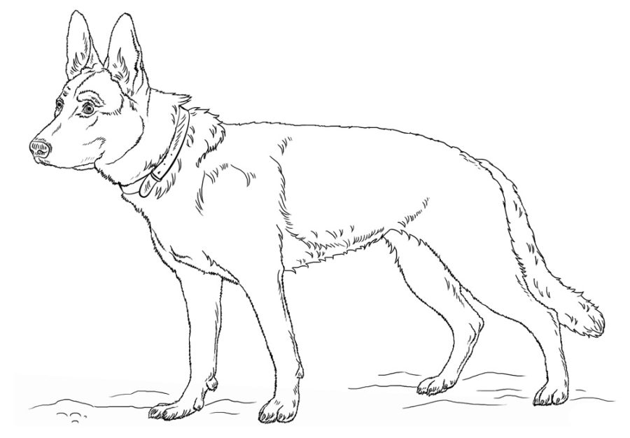 realistic german shepherd coloring pages