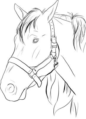 Realistic Horse Head Coloring Pages & book for kids.