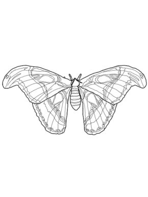 Realistic Insect Coloring Pages & coloring book.