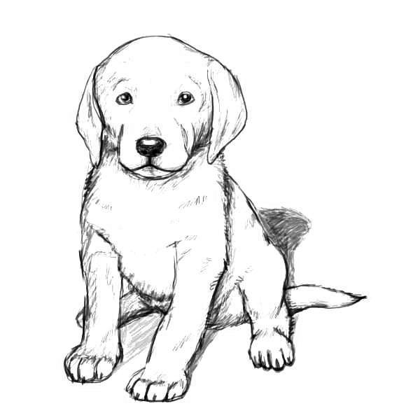 Realistic Puppy Coloring Pages & coloring book. 6000+ coloring pages.
