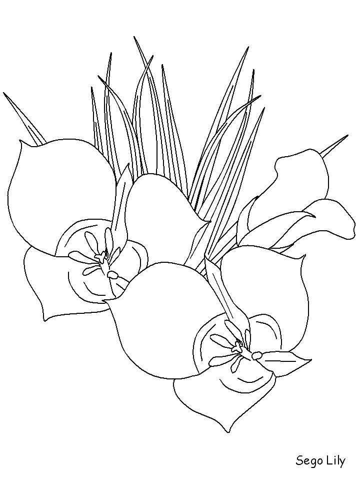 Segolily Flowers Coloring Pages & coloring book.