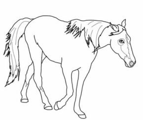 Tennessee Walking Horse Coloring Pages Book For Kids.