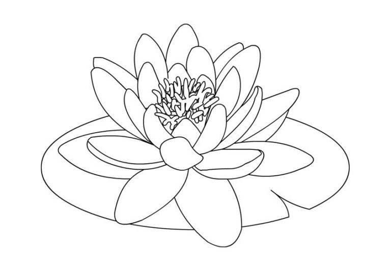 Water Lilly Coloring Pages & coloring book. 6000+ coloring pages.