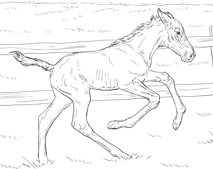 Wild Horse With Foal Coloring Pages