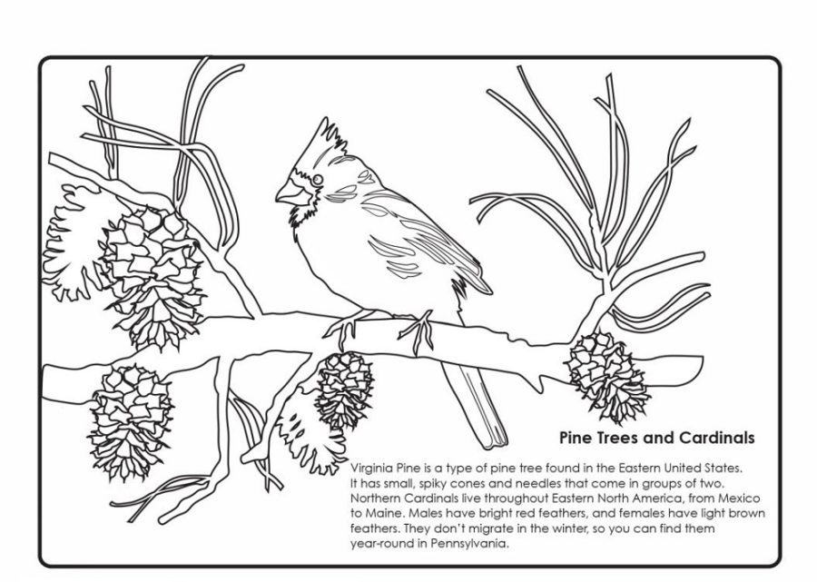 winter cardinal coloring pages