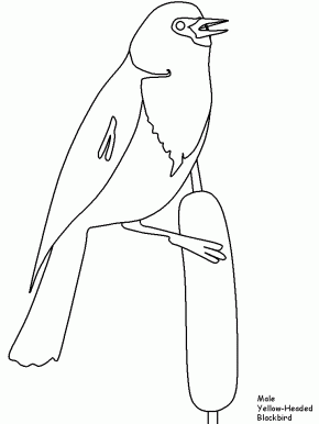 Download Free coloring pages and coloring book - Page 176 : Birds ...
